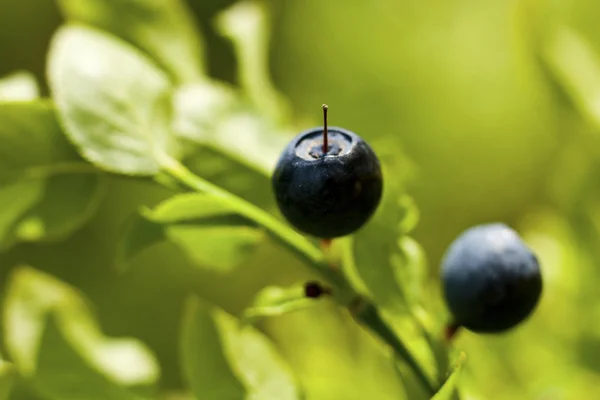 Blueberry and forest — Stock Photo, Image