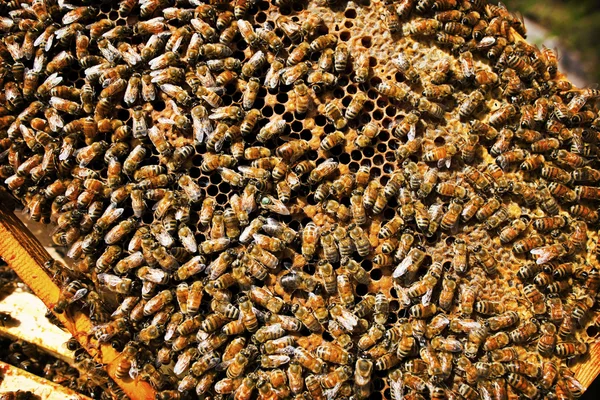 Пчела в природе — стоковое фото