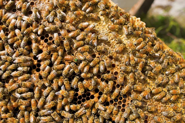 Μέλισσα στην φύση — Φωτογραφία Αρχείου