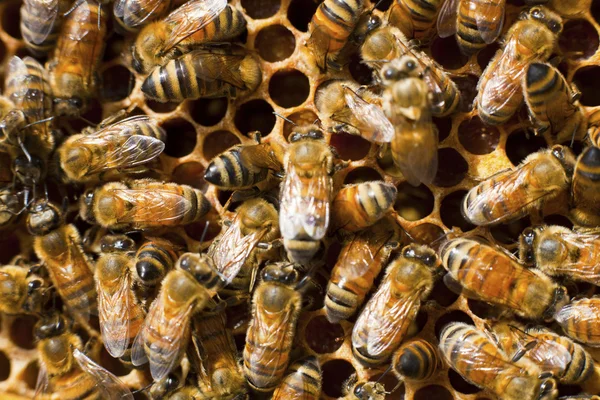 Pszczoła w naturze — Zdjęcie stockowe