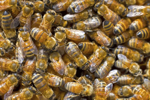 Biene in der Natur — Stockfoto