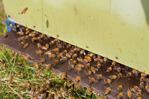 Bee in aard — Stockfoto
