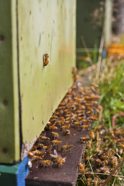 蜜蜂在大自然 — 图库照片