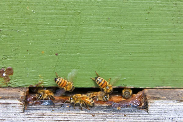 Méh a természet — Stock Fotó