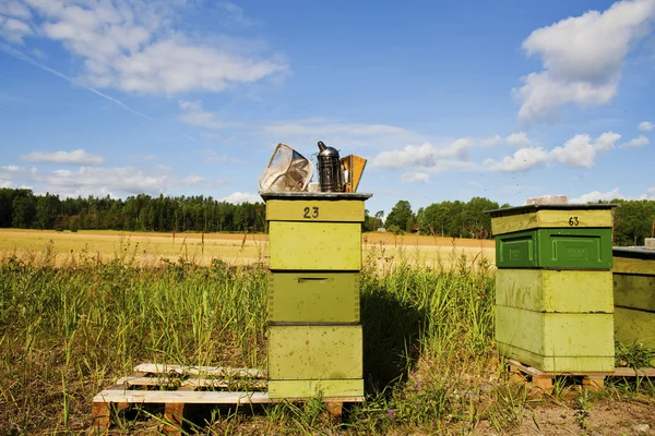 Pszczoła w naturze — Zdjęcie stockowe