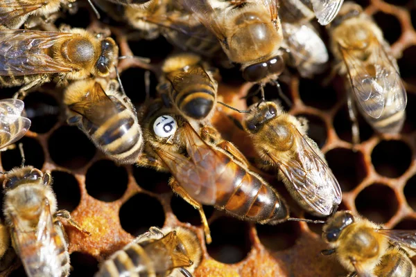 Méh a természet — Stock Fotó