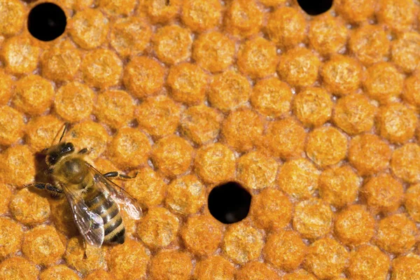 Bee in aard — Stockfoto