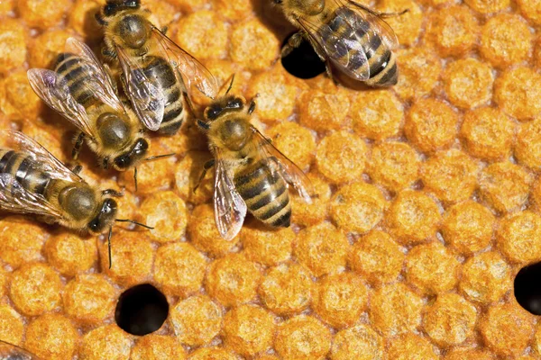 Бджоли в природі — стокове фото