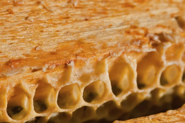 Včela v přírodě — Stock fotografie