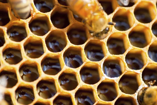 自然への蜂 — ストック写真