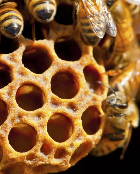 自然への蜂 — ストック写真