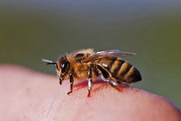 Doğa içinde arı — Stok fotoğraf
