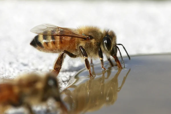 Bee in to nature — Stock Photo, Image