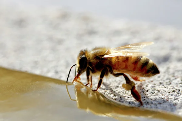 Doğa içinde arı — Stok fotoğraf