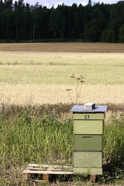 L'abeille dans la nature — Photo
