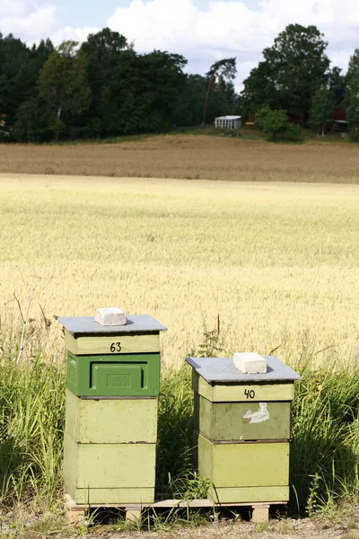 L'abeille dans la nature — Photo