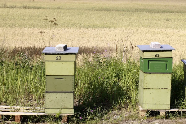 蜜蜂在大自然 — 图库照片