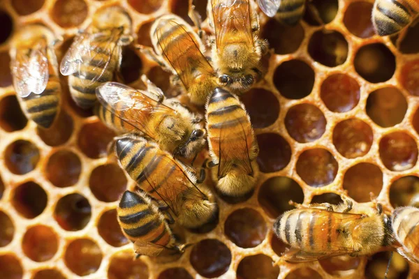 Méh a természet Stock Kép