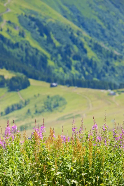 Alpes Chamonix — Fotografia de Stock