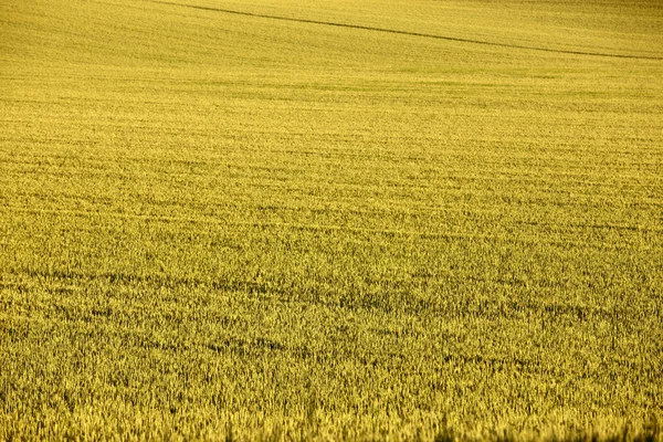 Finnische Landwirtschaft — Stockfoto
