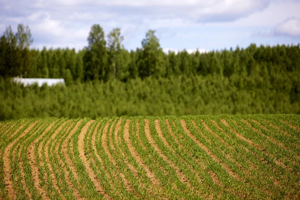 Fińskiego rolnictwa — Zdjęcie stockowe