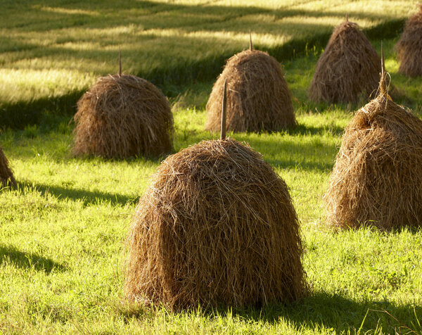 Сельское хозяйство Финляндии
