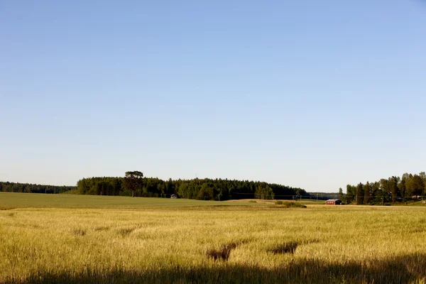 핀란드 농업 — 스톡 사진