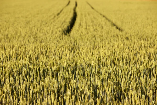 Finnish agriculture — Stock Photo, Image