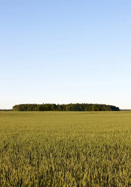 Сельское хозяйство Финляндии — стоковое фото