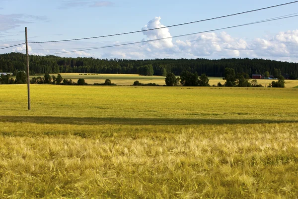 Agricultura finlandesa — Fotografia de Stock