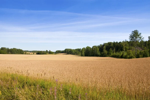 Agricoltura finlandese — Foto Stock
