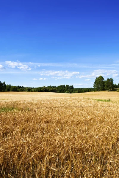 芬兰农业 — 图库照片