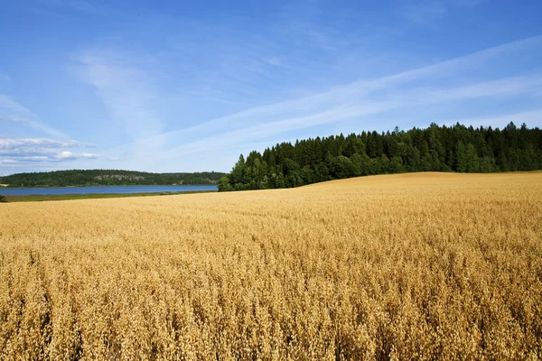Agricultura finlandesa — Fotografia de Stock