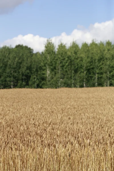 Finnische Landwirtschaft — Stockfoto