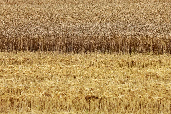 Fin tarım — Stok fotoğraf