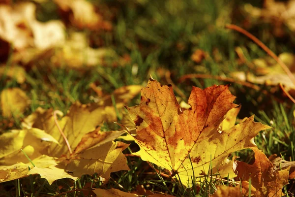 Az őszi Időjárás — Stock Fotó