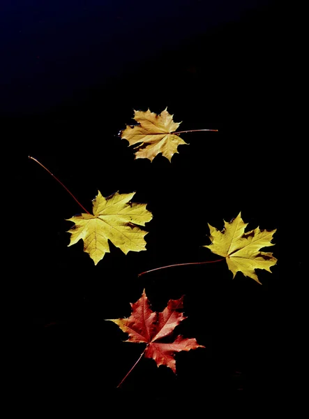 Осенью — стоковое фото