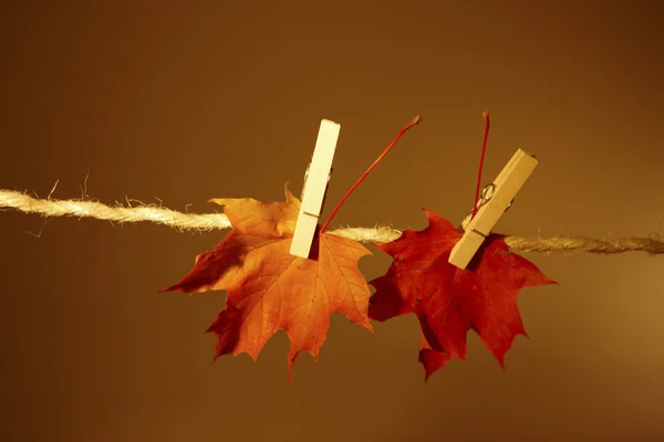 In autumn weather — Stock Photo, Image