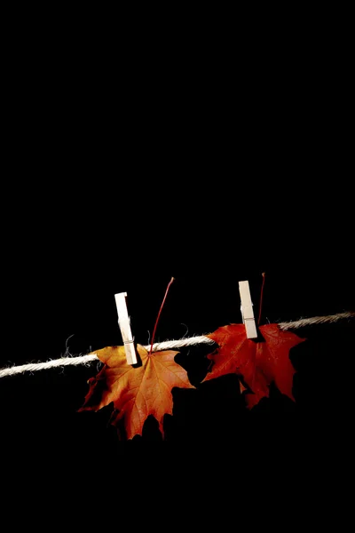 Em tempo de outono — Fotografia de Stock