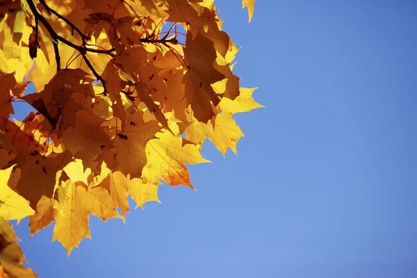 V podzimní počasí — Stock fotografie