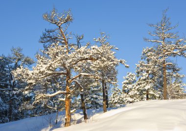 Finlandiya Kış