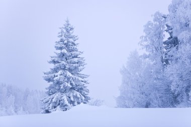 Finlandiya Kış