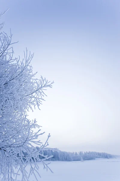 Зима в крайньому — стокове фото