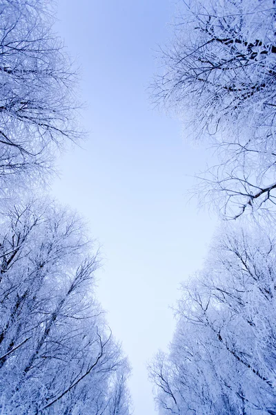 Musim dingin di finland — Stok Foto