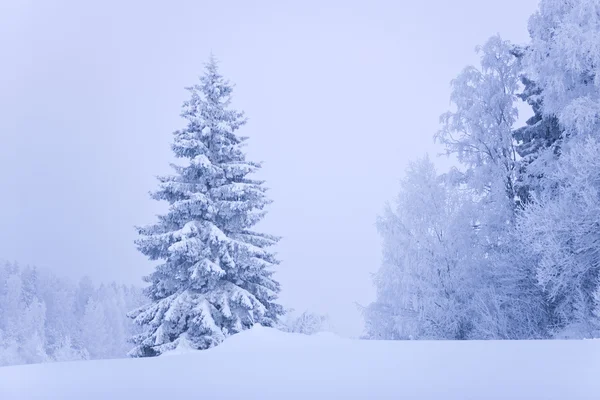 Iarna în Finlanda — Fotografie, imagine de stoc