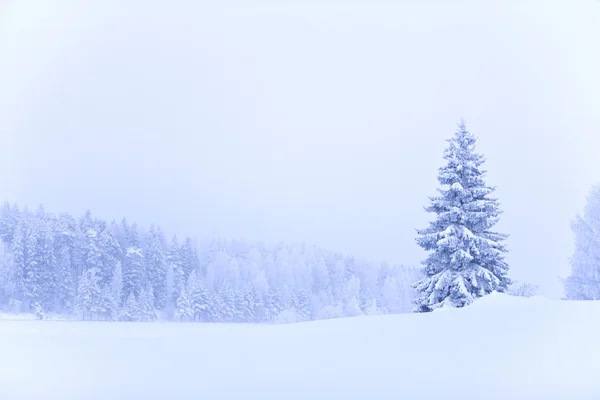 フィンランドの冬 ストックフォト