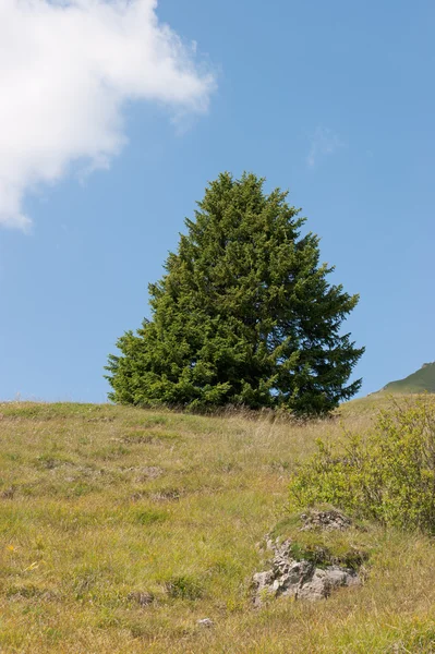 stock image Alpine landscape