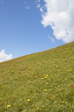 Alpin çayır