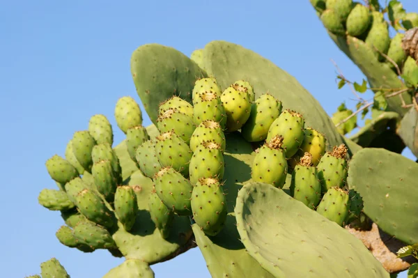 Stock image Wild indian figs