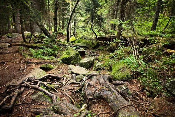 stock image Fairy forest